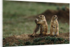 Black-tailed Prairie Dog Family by Anonymous
