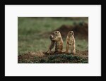 Black-tailed Prairie Dog Family by Anonymous