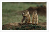 Black-tailed Prairie Dog Family by Anonymous