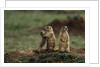 Black-tailed Prairie Dog Family by Anonymous