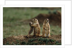 Black-tailed Prairie Dog Family by Anonymous