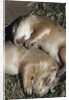 Sleeping Prairie Dog Pups by Anonymous