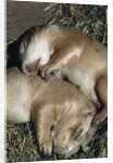 Sleeping Prairie Dog Pups by Anonymous