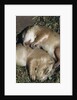 Sleeping Prairie Dog Pups by Anonymous