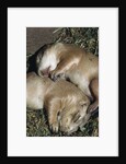 Sleeping Prairie Dog Pups by Anonymous