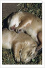 Sleeping Prairie Dog Pups by Anonymous