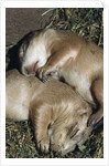 Sleeping Prairie Dog Pups by Anonymous