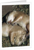 Sleeping Prairie Dog Pups by Anonymous