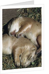 Sleeping Prairie Dog Pups by Anonymous