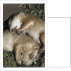 Sleeping Prairie Dog Pups by Anonymous