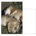 Sleeping Prairie Dog Pups by Anonymous