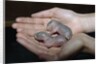 Hands Holding Infant Prairie Dogs by Anonymous