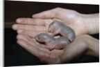 Hands Holding Infant Prairie Dogs by Anonymous