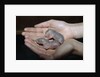 Hands Holding Infant Prairie Dogs by Anonymous