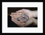 Hands Holding Infant Prairie Dogs by Anonymous