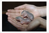 Hands Holding Infant Prairie Dogs by Anonymous
