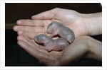 Hands Holding Infant Prairie Dogs by Anonymous