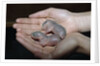 Hands Holding Infant Prairie Dogs by Anonymous