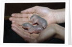 Hands Holding Infant Prairie Dogs by Anonymous