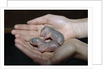 Hands Holding Infant Prairie Dogs by Anonymous