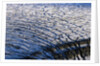 Cracked Surface of Glacier by Anonymous
