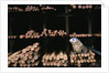 Seal Resting in Bin at Whaling Station by Anonymous