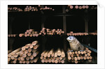 Seal Resting in Bin at Whaling Station by Anonymous