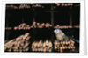 Seal Resting in Bin at Whaling Station by Anonymous