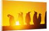Silhouetted King Penguin Colony at Sunrise by Anonymous