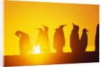 Silhouetted King Penguin Colony at Sunrise by Anonymous
