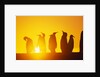 Silhouetted King Penguin Colony at Sunrise by Anonymous