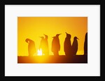 Silhouetted King Penguin Colony at Sunrise by Anonymous