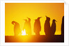 Silhouetted King Penguin Colony at Sunrise by Anonymous