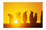 Silhouetted King Penguin Colony at Sunrise by Anonymous