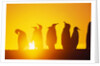 Silhouetted King Penguin Colony at Sunrise by Anonymous