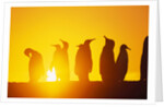 Silhouetted King Penguin Colony at Sunrise by Anonymous
