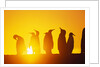 Silhouetted King Penguin Colony at Sunrise by Anonymous