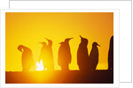 Silhouetted King Penguin Colony at Sunrise by Anonymous