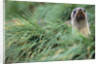 Fur Seal Peering Up from Grass by Anonymous