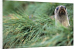 Fur Seal Peering Up from Grass by Anonymous