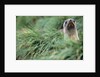 Fur Seal Peering Up from Grass by Anonymous