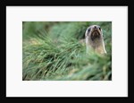 Fur Seal Peering Up from Grass by Anonymous