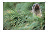 Fur Seal Peering Up from Grass by Anonymous
