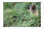Fur Seal Peering Up from Grass by Anonymous