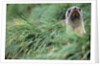 Fur Seal Peering Up from Grass by Anonymous