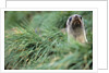 Fur Seal Peering Up from Grass by Anonymous