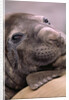 Elephant Seal Resting by Anonymous