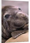 Elephant Seal Resting by Anonymous