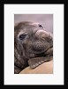 Elephant Seal Resting by Anonymous