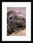Elephant Seal Resting by Anonymous